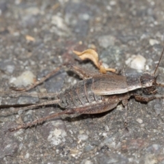 Eurepa marginipennis at Acton, ACT - 8 Jan 2021