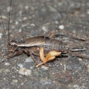 Eurepa marginipennis at Acton, ACT - 8 Jan 2021