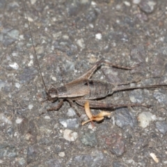 Eurepa marginipennis at Acton, ACT - 8 Jan 2021