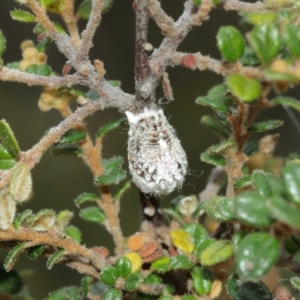 Icerya purchasi at Acton, ACT - suppressed