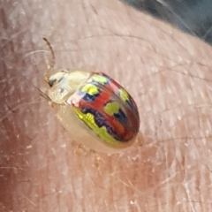 Paropsisterna annularis (A leaf beetle) at Franklin, ACT - 12 Dec 2020 by Gavinb