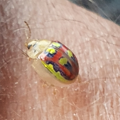 Paropsisterna annularis (A leaf beetle) at Franklin, ACT - 12 Dec 2020 by Gavinb