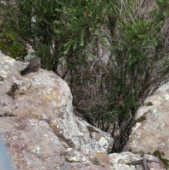 Origma solitaria (Rockwarbler) at Morton National Park - 9 Jan 2021 by Gee