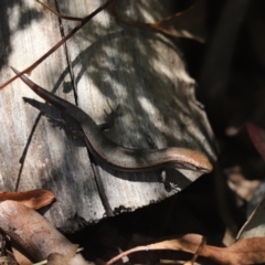 Lampropholis delicata (Delicate Skink) at Cook, ACT - 9 Jan 2021 by Tammy