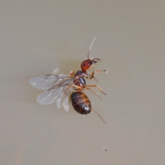 Formicidae (family) (Unidentified ant) at Dryandra St Woodland - 9 Jan 2021 by ConBoekel