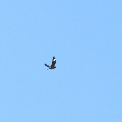 Eurystomus orientalis (Dollarbird) at Dryandra St Woodland - 9 Jan 2021 by ConBoekel