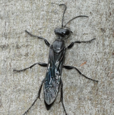 Sphex sp. (genus) (Unidentified Sphex digger wasp) at Acton, ACT - 8 Jan 2021 by TimL