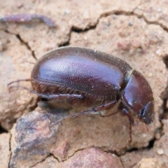 Heteronyx sp. (genus) (Scarab beetle) at Dryandra St Woodland - 9 Jan 2021 by ConBoekel