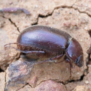 Heteronyx sp. (genus) at O'Connor, ACT - 9 Jan 2021