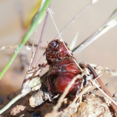 Heteronyx sp. (genus) at O'Connor, ACT - 9 Jan 2021