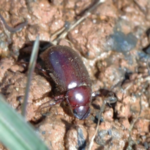 Heteronyx sp. (genus) at O'Connor, ACT - 9 Jan 2021