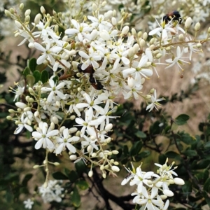 Bursaria spinosa at Cook, ACT - 4 Jan 2021 08:47 AM