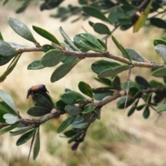 Bursaria spinosa at Cook, ACT - 4 Jan 2021 08:47 AM