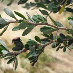 Bursaria spinosa at Cook, ACT - 4 Jan 2021 08:47 AM