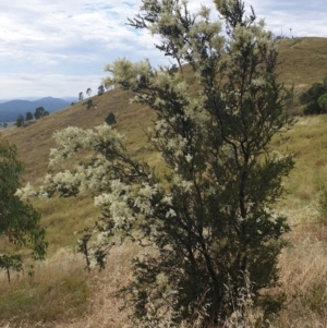 Bursaria spinosa at Cook, ACT - 4 Jan 2021 08:47 AM