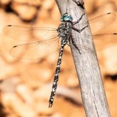 Austroaeschna multipunctata (Multi-spotted Darner) at Paddys River, ACT - 8 Jan 2021 by SWishart