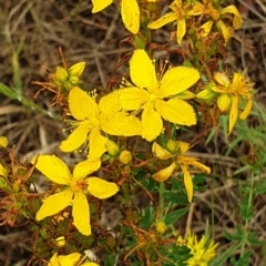 Hypericum perforatum (St John's Wort) at Cook, ACT - 3 Jan 2021 by drakes