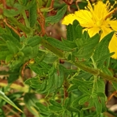 Hypericum perforatum at Cook, ACT - 4 Jan 2021 09:01 AM