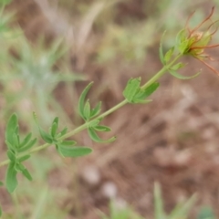 Hypericum perforatum at Cook, ACT - 4 Jan 2021 09:01 AM