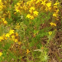 Hypericum perforatum at Cook, ACT - 4 Jan 2021 09:01 AM