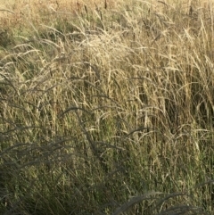 Dichelachne (genus) (Plume Grasses) at Hawker, ACT - 10 Jan 2021 by strigo