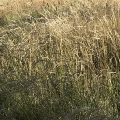 Dichelachne sp. (Plume Grasses) at The Pinnacle - 9 Jan 2021 by strigo