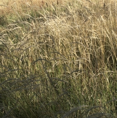 Dichelachne (genus) (Plume Grasses) at Hawker, ACT - 10 Jan 2021 by strigo