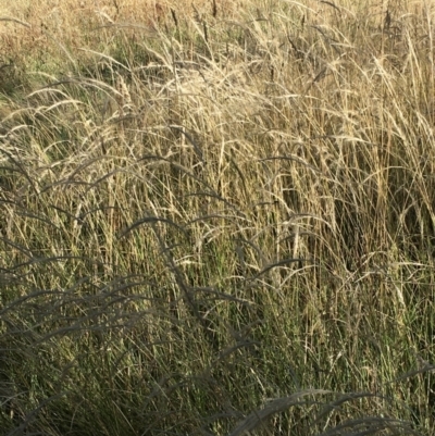 Dichelachne sp. (Plume Grasses) at Hawker, ACT - 9 Jan 2021 by strigo