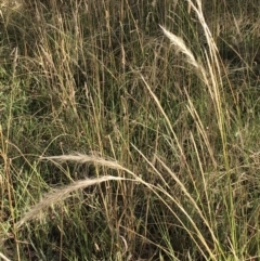 Dichelachne sp. at Hawker, ACT - 10 Jan 2021