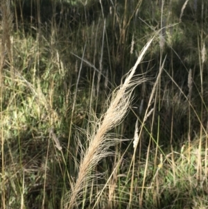 Dichelachne sp. at Hawker, ACT - 10 Jan 2021