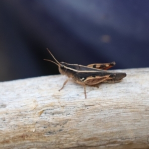 Macrotona australis at Cook, ACT - 26 Jan 2020