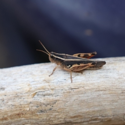 Macrotona australis (Common Macrotona Grasshopper) at Cook, ACT - 26 Jan 2020 by Tammy