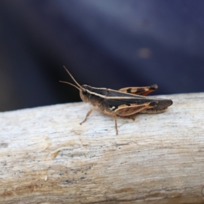 Macrotona australis (Common Macrotona Grasshopper) at Cook, ACT - 26 Jan 2020 by Tammy