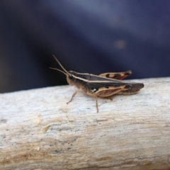 Macrotona australis (Common Macrotona Grasshopper) at Cook, ACT - 25 Jan 2020 by Tammy