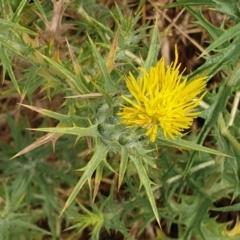 Carthamus lanatus (Saffron Thistle) at Cook, ACT - 4 Jan 2021 by drakes