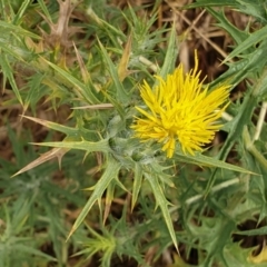 Carthamus lanatus (Saffron Thistle) at Cook, ACT - 3 Jan 2021 by drakes