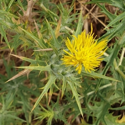 Carthamus lanatus (Saffron Thistle) at Cook, ACT - 4 Jan 2021 by drakes