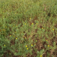 Carthamus lanatus at Cook, ACT - 4 Jan 2021