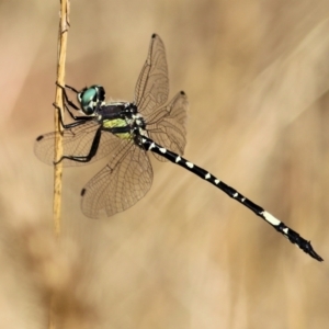 Parasynthemis regina at WREN Reserves - 10 Jan 2021