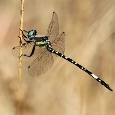 Parasynthemis regina (Royal Tigertail) at Wodonga, VIC - 9 Jan 2021 by Kyliegw