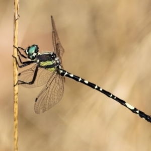 Parasynthemis regina at WREN Reserves - 10 Jan 2021 08:30 AM