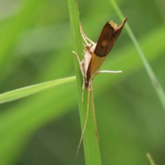 Crocanthes glycina (Lecithoceridae) at O'Connor, ACT - 15 Dec 2020 by ConBoekel