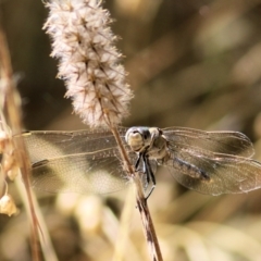 Orthetrum caledonicum (Blue Skimmer) at WREN Reserves - 9 Jan 2021 by Kyliegw