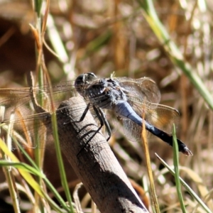 Orthetrum caledonicum at Wodonga, VIC - 10 Jan 2021