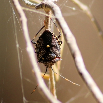 Poecilometis patruelis (Gum Tree Shield Bug) at Wodonga, VIC - 9 Jan 2021 by Kyliegw