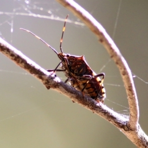 Poecilometis patruelis at Wodonga, VIC - 10 Jan 2021 08:30 AM