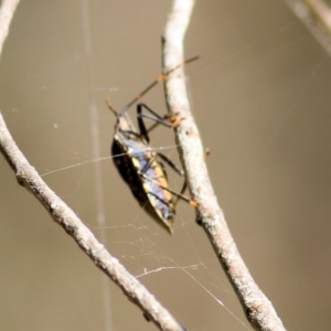 Poecilometis patruelis at Wodonga, VIC - 10 Jan 2021