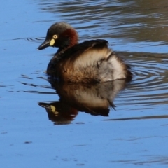 Tachybaptus novaehollandiae (Australasian Grebe) at Wodonga, VIC - 9 Jan 2021 by Kyliegw