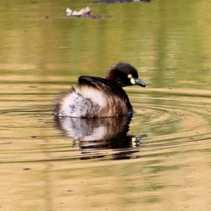 Tachybaptus novaehollandiae at Wodonga, VIC - 10 Jan 2021 09:00 AM