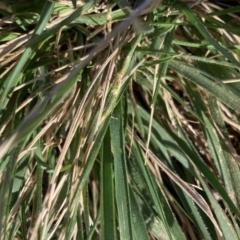 Nassella neesiana (Chilean Needlegrass) at Watson, ACT - 9 Jan 2021 by waltraud